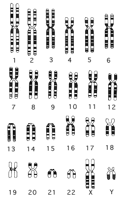 Chart Of Chromosomes